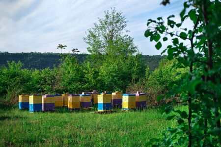 Eco-friendly apiary. An apiary where ecologically clean honey and other beekeeping products are obtained. Advantages of polyurethane hives. Top views.の写真素材
