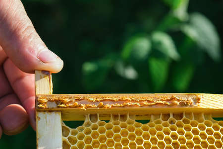 What is propolis. Propolis in the middle of a hive with bees. Bee glue. Bee products. Propolis treatment. How it helps heal wounds and fight bacteria. Apitherapy.の写真素材
