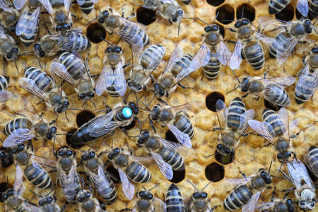 Queen bee is always surrounded by the workers bees - their servant. Queen bee lays eggs in the cell