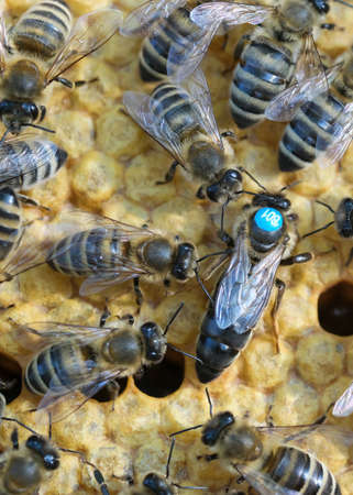 Bees inside a beehive with the queen bee in the middle. Queen bee lays eggs in the cell. Macro photo.の写真素材