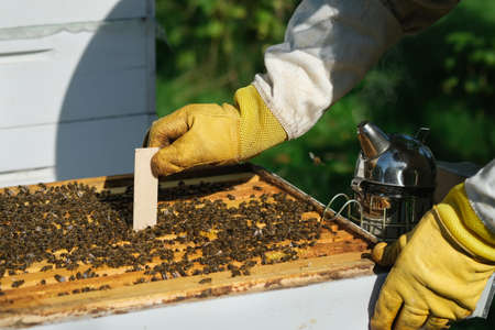 The beekeeper treats the bees of the varroa mite. Diseases of bees and their treatment. Varroasis. Varroa destructor.の写真素材