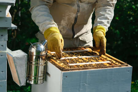 How to treat bees from varroa mite. The beekeeper treats the bees of the varroa mite. Diseases of bees and their treatment. Varroasis. Varroa destructor.の写真素材