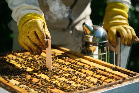 How to treat bees from varroa mite. The beekeeper treats the bees of the varroa mite. Diseases of bees and their treatment. Varroasis. Varroa destructor.の写真素材