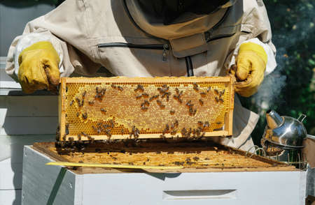 The beekeeper holds a honey cell with bees in his hands. Apiculture. Apiary.の写真素材