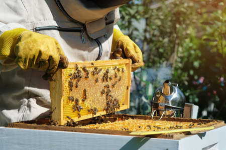 Beekeeper on apiary. Beekeeper is working with bees and beehives on the apiary. Apiculture.の写真素材