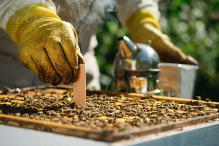 Varroa mite control. Varroa destructor. How to treat bees from varroa mite. The beekeeper treats the bees of the varroa mite. Diseases of bees and their treatment. Varroasis.の写真素材