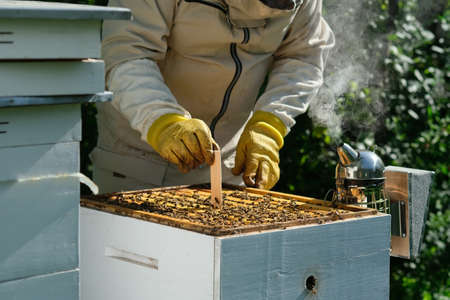 Varroa mite control. Varroa destructor. How to treat bees from varroa mite. The beekeeper treats the...