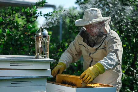 Beekeeper on apiary. Beekeeper is working with bees and beehives on the apiary. Apiculture.の写真素材