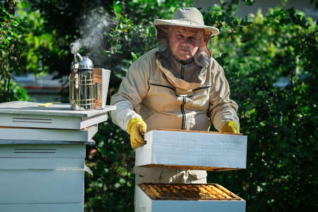 Beekeeper on apiary. Beekeeper is working with bees and beehives on the apiary. Apiculture.の写真素材
