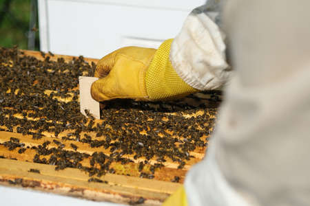 Varroa mite control. Varroa destructor. How to treat bees from varroa mite. The beekeeper treats the bees of the varroa mite. Diseases of bees and their treatment. Varroasis.の写真素材