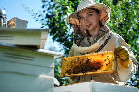 Young female beekeeper hold wooden frame with honeycomb. Collect honey. Beekeeper on apiary. Beekeeping concept.の写真素材