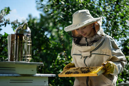 Young female beekeeper hold wooden frame with honeycomb. Collect honey. Beekeeper on apiary. Beekeeping concept.の写真素材