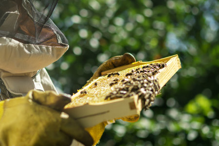 A beekeeper inspects a honeycomb with honey and bees. Ecologically pure honey.Apiculture. Apiary.の写真素材