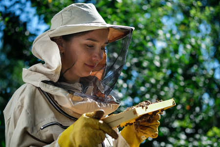 Young female beekeeper pulls out from the hive a wooden frame with honeycomb. Collect honey. Beekeeping concept.の写真素材
