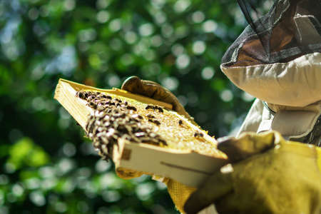 The beekeeper holds a honey cell with bees in his hands. Apiculture. Apiary.