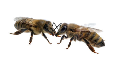 Two bees isolated on a white background. Latin Apis Mellifera, european or western honey bee isolated on the white background, golden honeybee.の写真素材