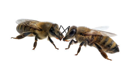 Two bees isolated on a white background. Latin Apis Mellifera, european or western honey bee...