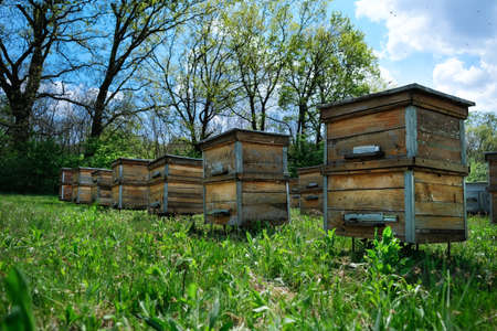 Apiary. Old wooden hives stand on the edge of the spring forest. Ecologically clean beekeeping. Wooden beehive and bees.の写真素材