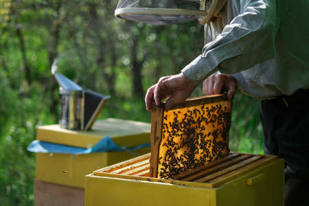 Beekeeper removing honeycomb from beehive. Person in beekeeper suit taking honey from hive. Farmer wearing bee suit working with honeycomb in apiary. Beekeeping in countryside. Organic farming.の写真素材