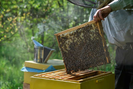 Beekeeper removing honeycomb from beehive. Person in beekeeper suit taking honey from hive. Farmer...