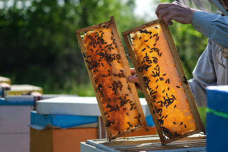 Beekeeper working collect honey. Beekeeping concept. Farmer wearing bee suit working with honeycomb in apiary. Beekeeping in countryside. Organic farming.の写真素材