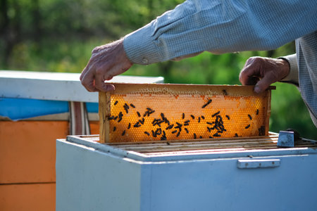 Beehive Spring Management. beekeeper inspecting bee hive and prepares apiary for summer season. Beekeeping. checks beehives holds frame with honey to feed bee family before the honey collection.の写真素材