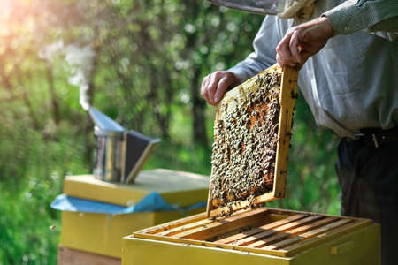 Beekeeper removing honeycomb from beehive. Person in beekeeper suit taking honey from hive. Farmer wearing bee suit working with honeycomb in apiary. Apiary as a hobby. Organic farming. Copy-spaceの写真素材