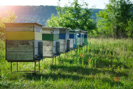 Apiary. A beehive from a tree stands on an apiary. The houses of the bees are placed on the green grass in the mountains. Private enterprise for beekeeping. Honey healthy food products.の写真素材