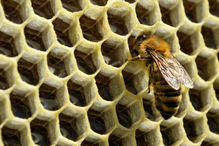 Macro photo of a bee hive on a honeycomb with copyspace. Bees produce fresh, healthy, honey. Beekeeping concept.の写真素材