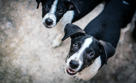 Dog looking into the cameraの写真素材