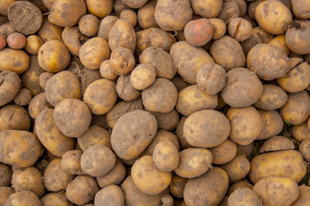 Potato in the form of a man, a new cropの写真素材