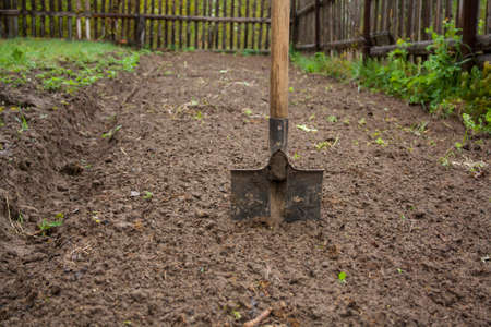 work in the garden in the spring planting plantsの写真素材