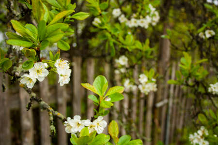 spring flowering of garden trees