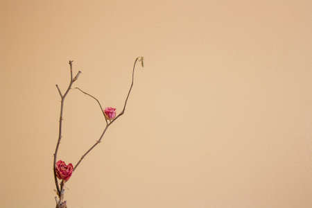 Dry stem of a rose with a pink bud and thorns on a light background. Minimalismの写真素材