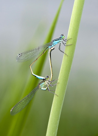 Erythromma najas, macro, Red-eyed Damselfly, with bokeh, wildlifeの写真素材