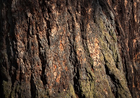 The bark of the tree as a background