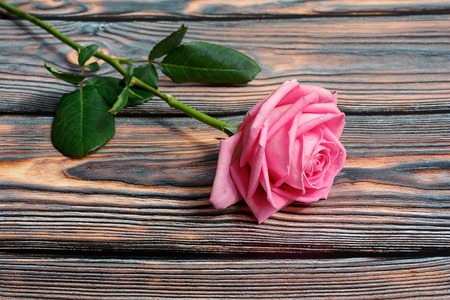 One pink rose on a wooden backgroundの写真素材