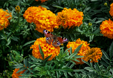 Butterfly on orange flower in the gardenの写真素材