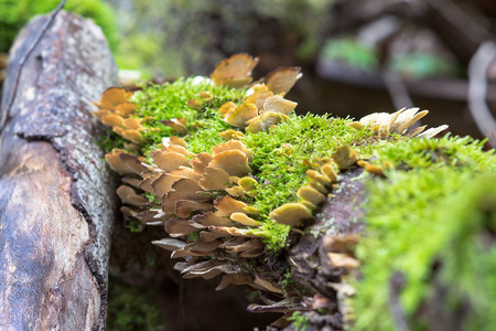 Moss on the tree