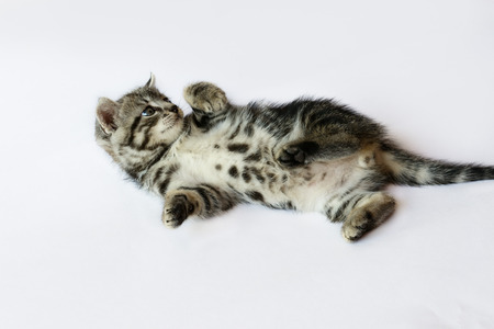 Little kitten posing on a white backgroundの写真素材