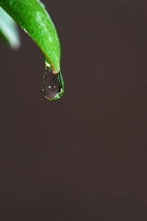 drop of clean water on the tip of a leaf of grass is not subject to environmental pollution