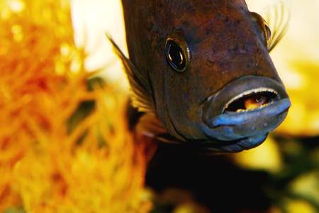 Aquarium fish close-up. cichlid predator with fry in the mouth caring for the offspringの写真素材