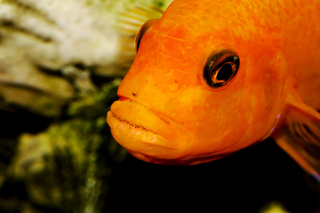 Aquarium fish close-up. cichlid predator with teeth in mouthの写真素材