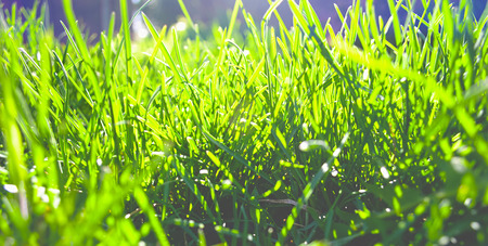 green grass illuminated by bright sun, beautiful and perfect background