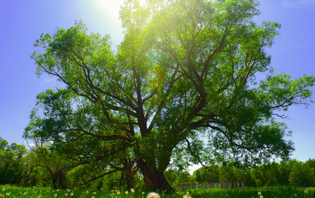 lone tree on the field of dandelionsの写真素材