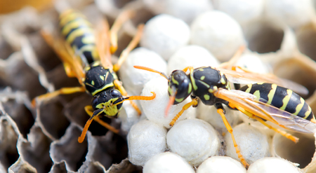 wasp in the nest takes care of the offspring protects and feeds the larvaeの写真素材