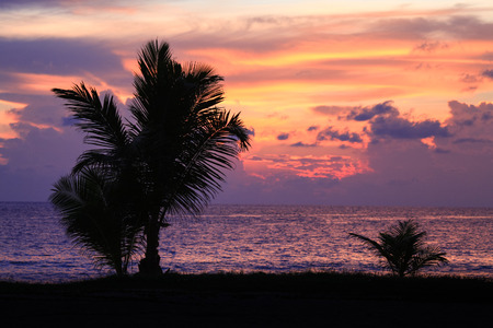 Red-blue dramatic sunsets on the beach. Dark silhouettes of palm trees.の写真素材