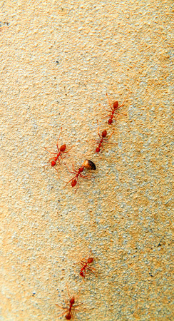 Ants on the wall. Red, one of the ants carrying a prey. Run for help.の写真素材