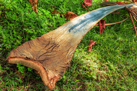 The palm leaf. Huge dried leaf lying on the grass.の写真素材