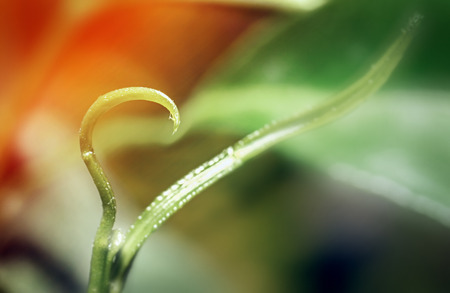 New green sprout. Shot with a large magnification. A small piece bent in the form of a hook, s is the focus. The transition of the background from the bright orange color. The background is blurred.の写真素材
